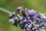  Bombylisoma 