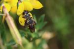  Anthidiellum strigatum (Panzer, 1805)