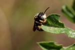  Anthidiellum strigatum (Panzer, 1805)
