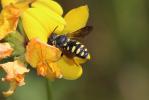  Anthidiellum strigatum (Panzer, 1805)