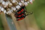  Stictoleptura cordigera (Fuessly, 1775)