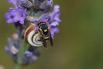  Celonites abbreviatus (Villers, 1789)