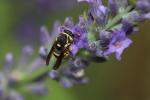  Celonites abbreviatus (Villers, 1789)