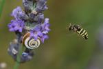  Celonites abbreviatus (Villers, 1789)