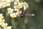 Sésie Teigne (La) Tinthia tineiformis (Esper, 1789)