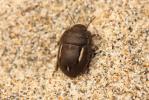  Odontoscelis fuliginosa (Linnaeus, 1760)