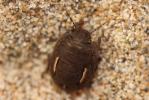  Odontoscelis fuliginosa (Linnaeus, 1760)