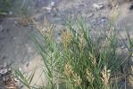 Sporobole piquant Sporobolus pungens (Schreb.) Kunth, 1829