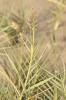 Sporobole piquant Sporobolus pungens (Schreb.) Kunth, 1829