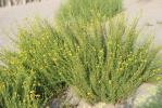 Inule de la Méditerranée Limbarda crithmoides subsp. longifolia (Arcang.) Greuter, 2003
