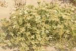 Échinophore épineuse Echinophora spinosa L., 1753