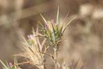 Cirse acarna Picnomon acarna (L.) Cass., 1826