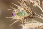 Cirse acarna Picnomon acarna (L.) Cass., 1826