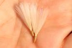 Cirse acarna Picnomon acarna (L.) Cass., 1826