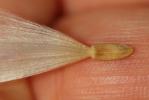 Cirse acarna Picnomon acarna (L.) Cass., 1826