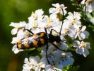 Leptura quadrifasciata Linnaeus, 1758
