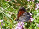 Moiré ottoman (Le) Erebia ottomana Herrich-Schäffer, 1847