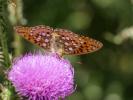 Grand Nacré (Le), Aglaé (L'), Moyen-Nacré (Le) Speyeria aglaja (Linnaeus, 1758)