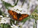 Mélitée du Mélampyre (La), Damier Athalie (Le) Melitaea athalia (Rottemburg, 1775)