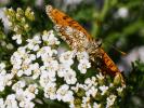 Mélitée du Mélampyre (La), Damier Athalie (Le) Melitaea athalia (Rottemburg, 1775)