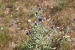 Échinops, Chardon bleu Echinops ritro L., 1753