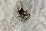  Sphenometopa fastuosa (Meigen, 1824)