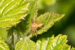  Philodromus 
