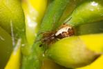  Anelosimus 
