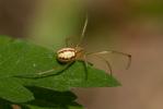  Enoplognatha Pavesi, 1880