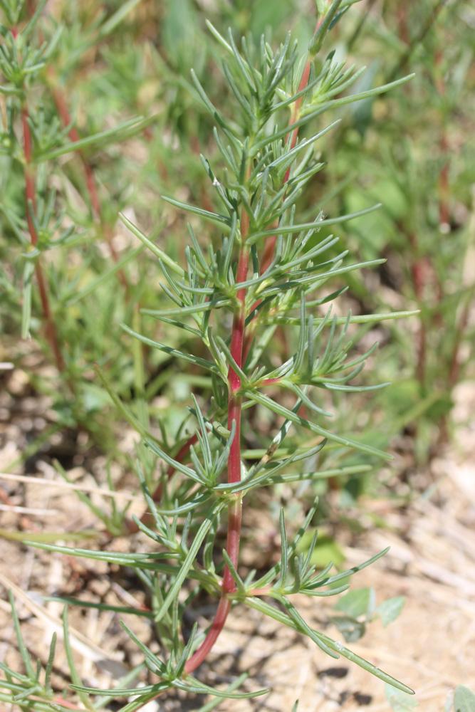 Soude commune Salsola soda L., 1753