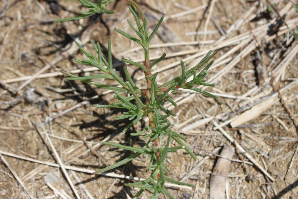 Soude commune Salsola soda L., 1753