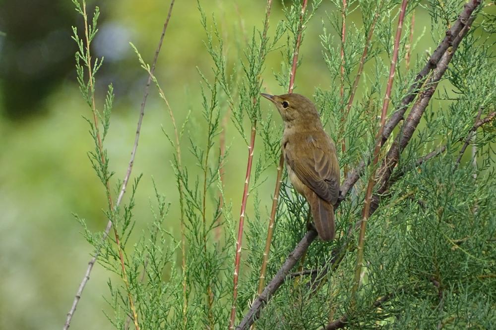 Rousserolle turdoïde Acrocephalus arundinaceus (Linnaeus, 1758)