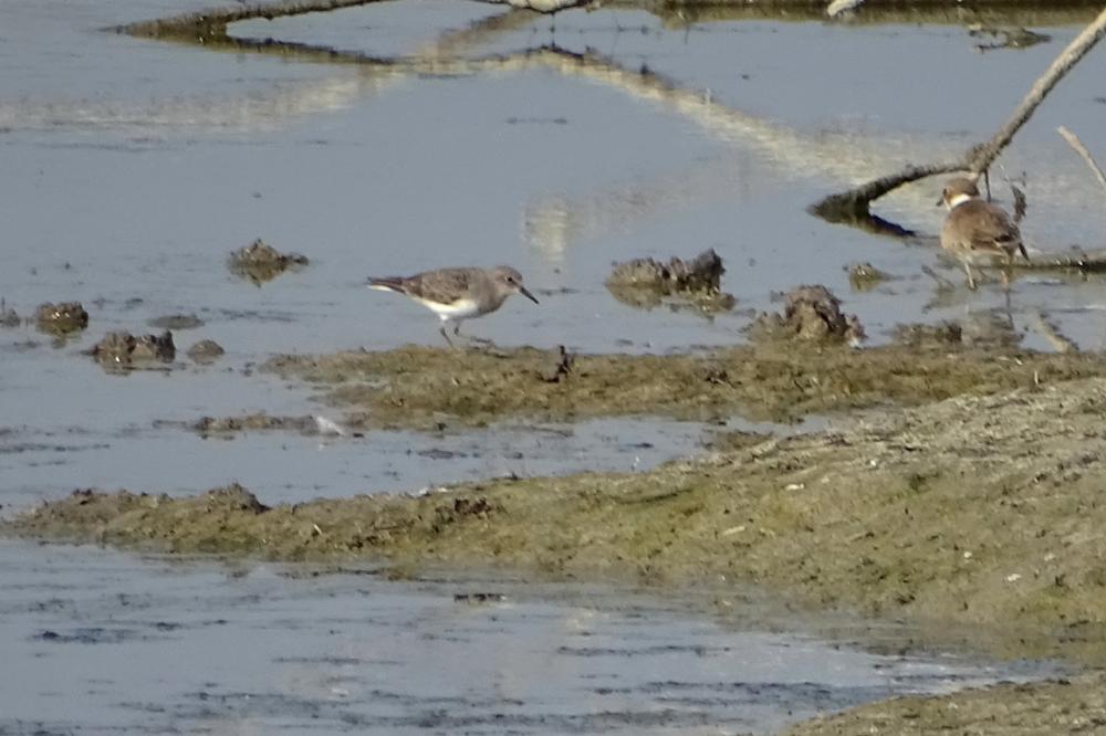 Bécasseau de Temminck Calidris temminckii (Leisler, 1812)
