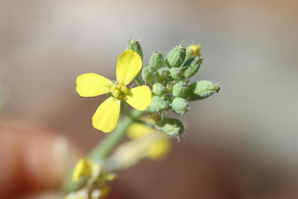 Fausse Giroflée Coincya monensis subsp. cheiranthos (Vill.) Aedo, Leadlay & Muñoz Garm., 1993