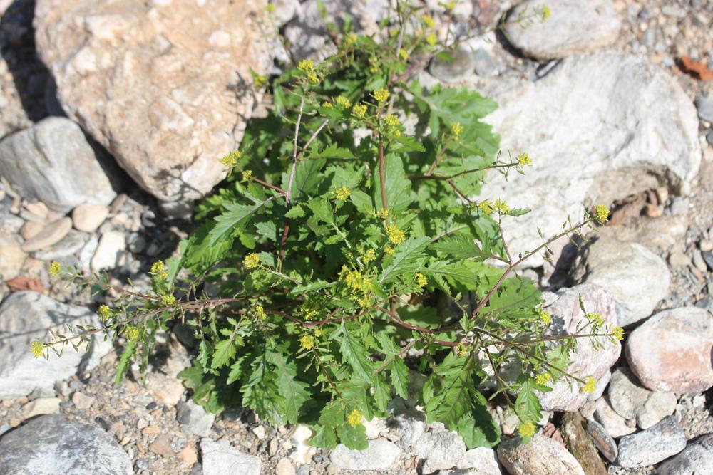 Rorippe faux-cresson, Cresson des marais Rorippa palustris (L.) Besser, 1821