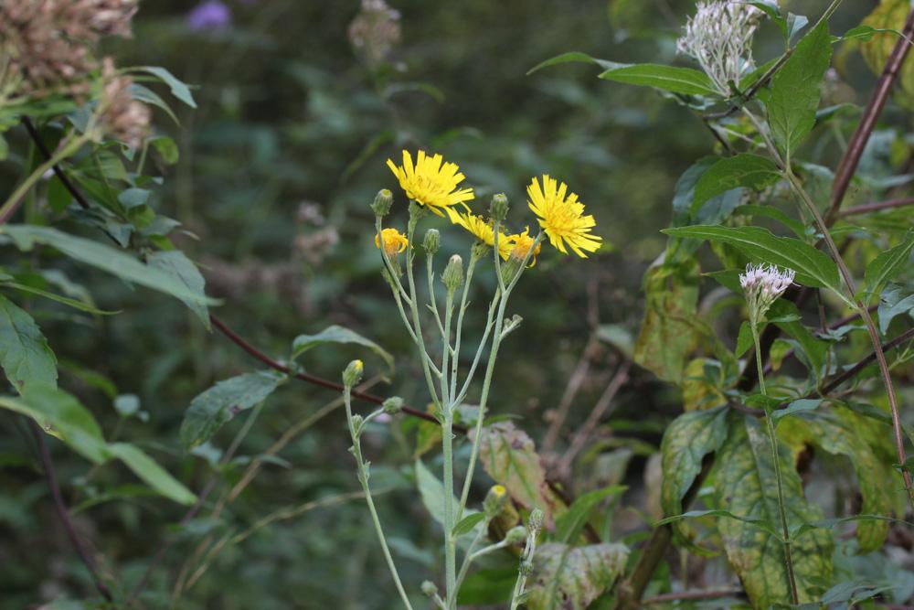 Épervière lisse Hieracium laevigatum Willd., 1803