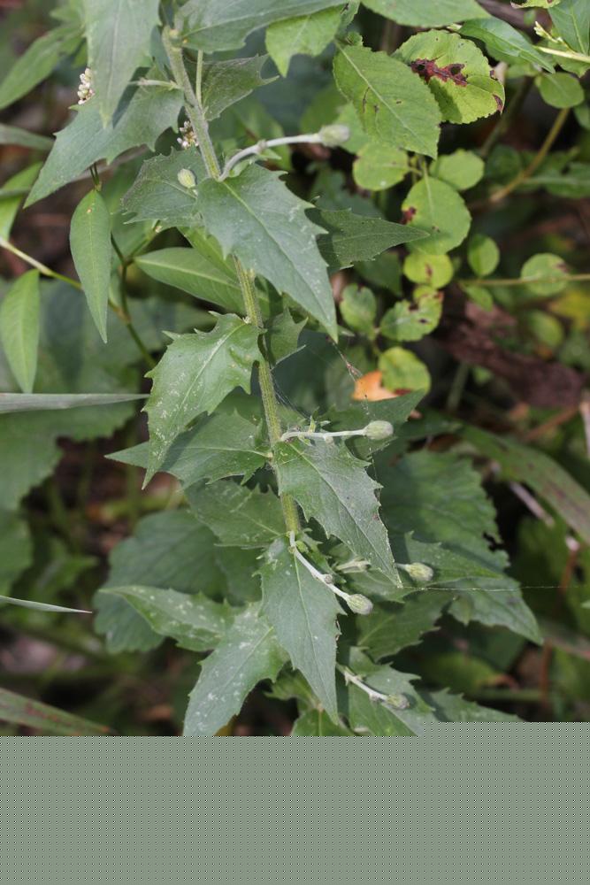 Épervière lisse Hieracium laevigatum Willd., 1803