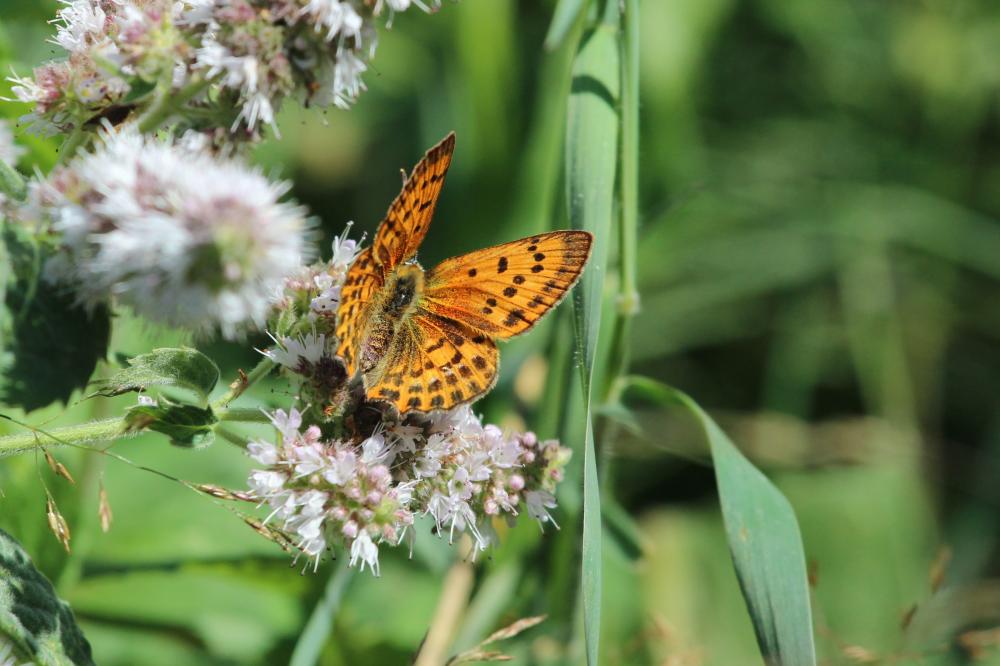 Cuivré de la Verge-d'or (Le), Cuivré satiné (Le), Lycaena virgaureae (Linnaeus, 1758)