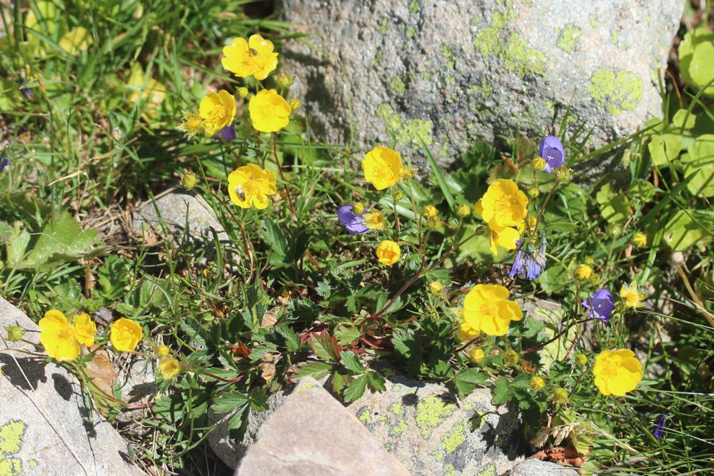 Potentille à grandes fleurs Potentilla grandiflora L., 1753