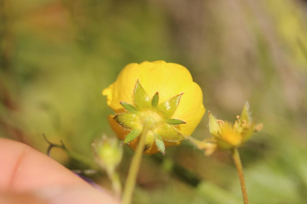 Potentille à grandes fleurs Potentilla grandiflora L., 1753