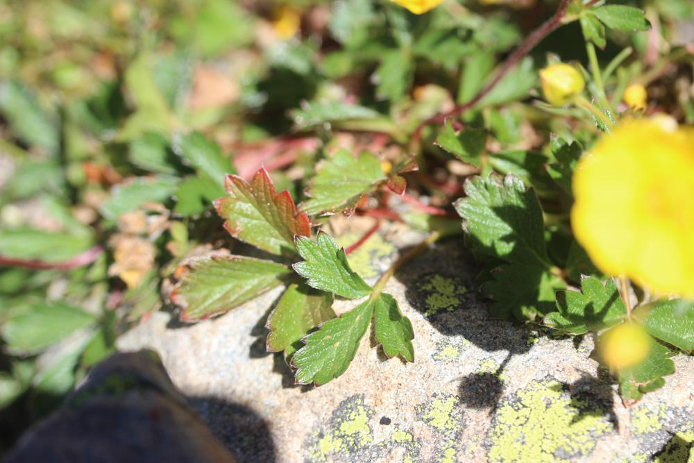 Potentille à grandes fleurs Potentilla grandiflora L., 1753