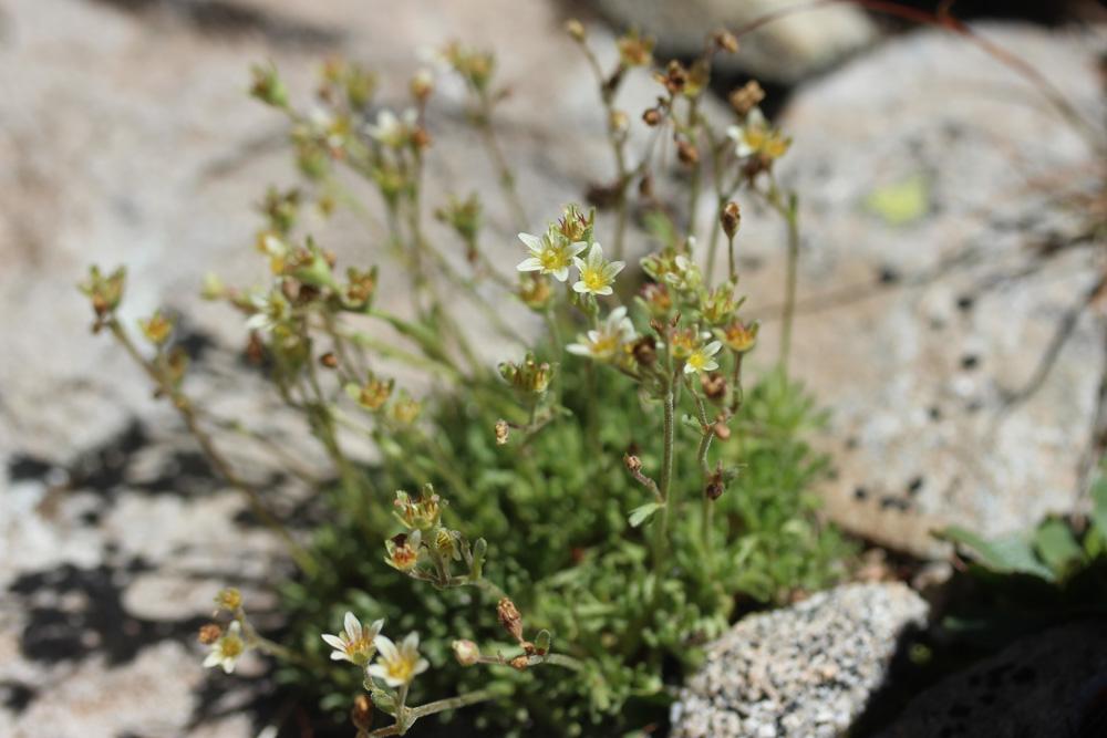 Saxifrage sillonée Saxifraga exarata subsp. exarata Vill., 1779