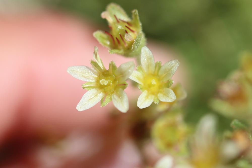 Saxifrage sillonée Saxifraga exarata subsp. exarata Vill., 1779