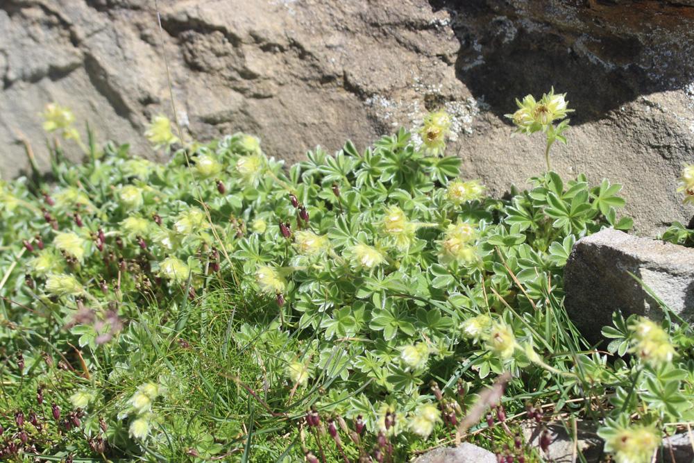 Potentille des neiges Potentilla nivalis Lapeyr., 1782