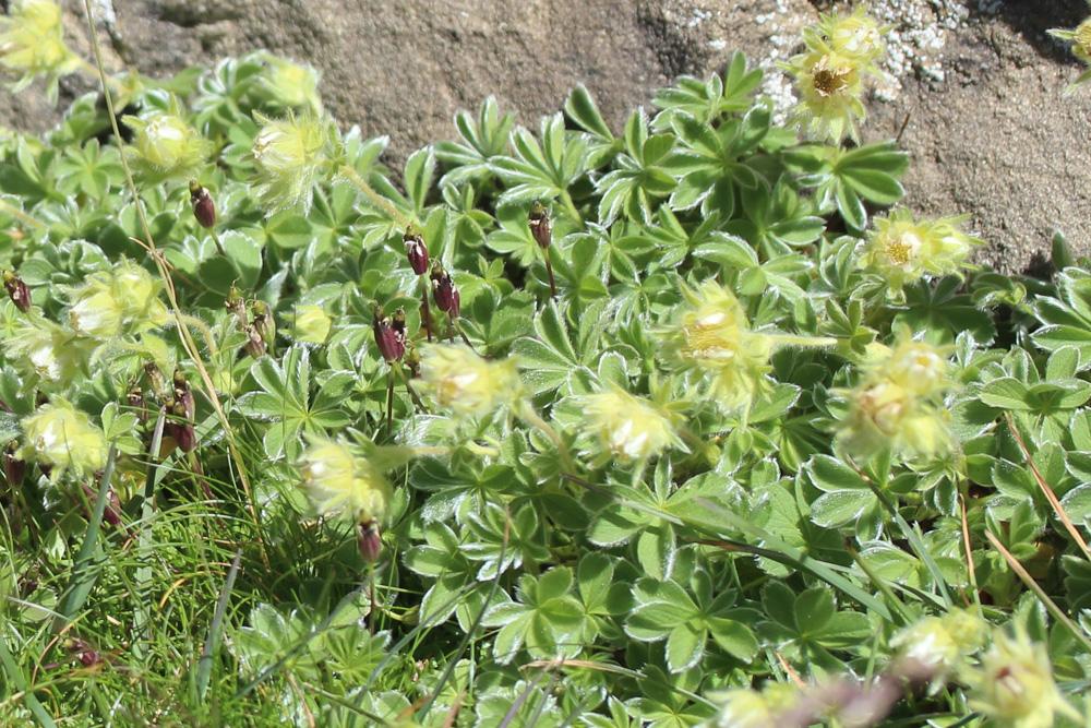 Potentille des neiges Potentilla nivalis Lapeyr., 1782
