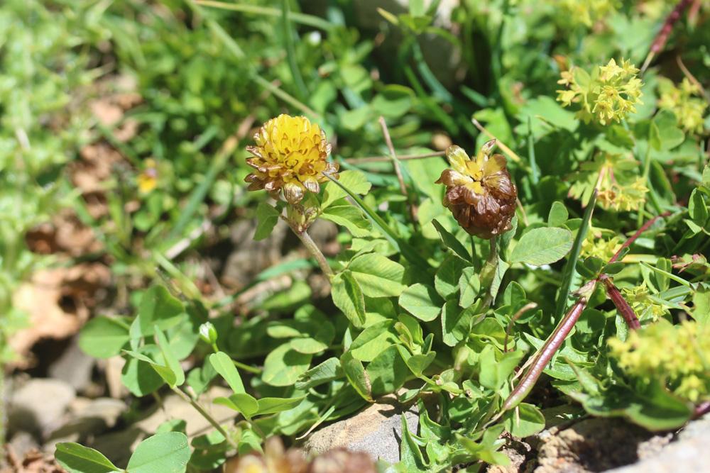 Trèfle brun Trifolium badium Schreb., 1804