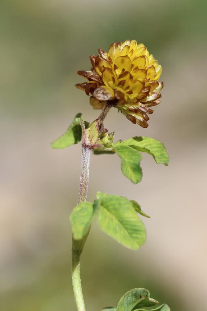 Trèfle brun Trifolium badium Schreb., 1804