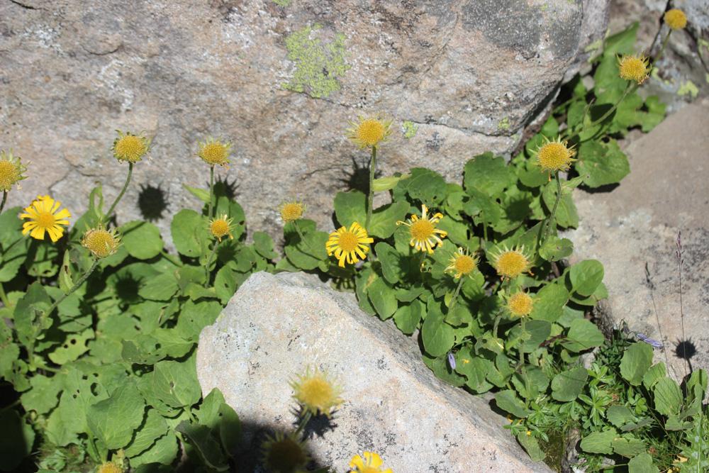 Doronic à grandes fleurs Doronicum grandiflorum Lam., 1786