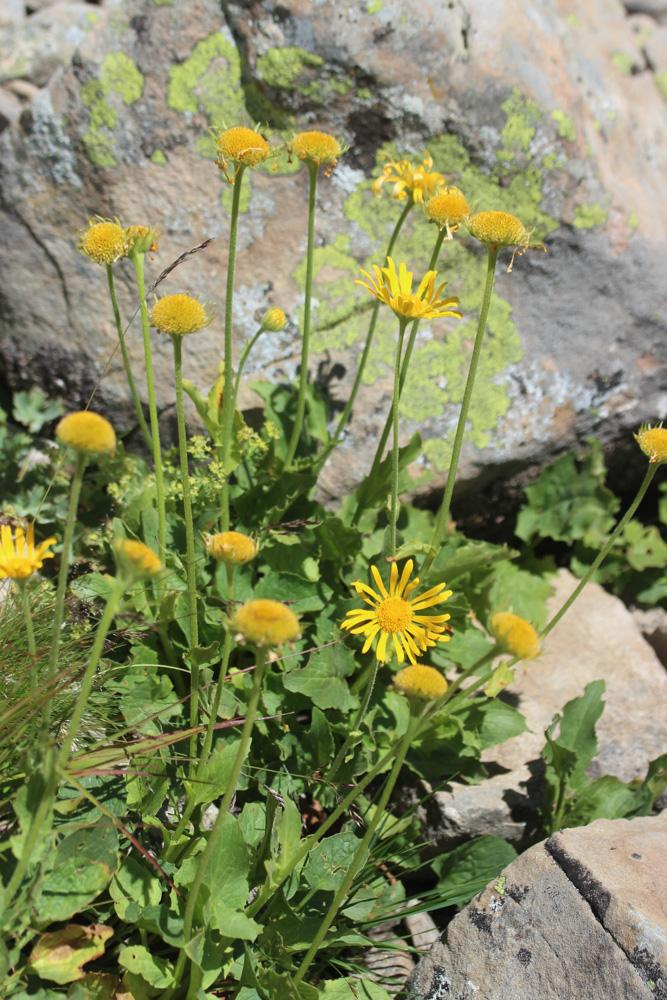 Doronic à grandes fleurs Doronicum grandiflorum Lam., 1786