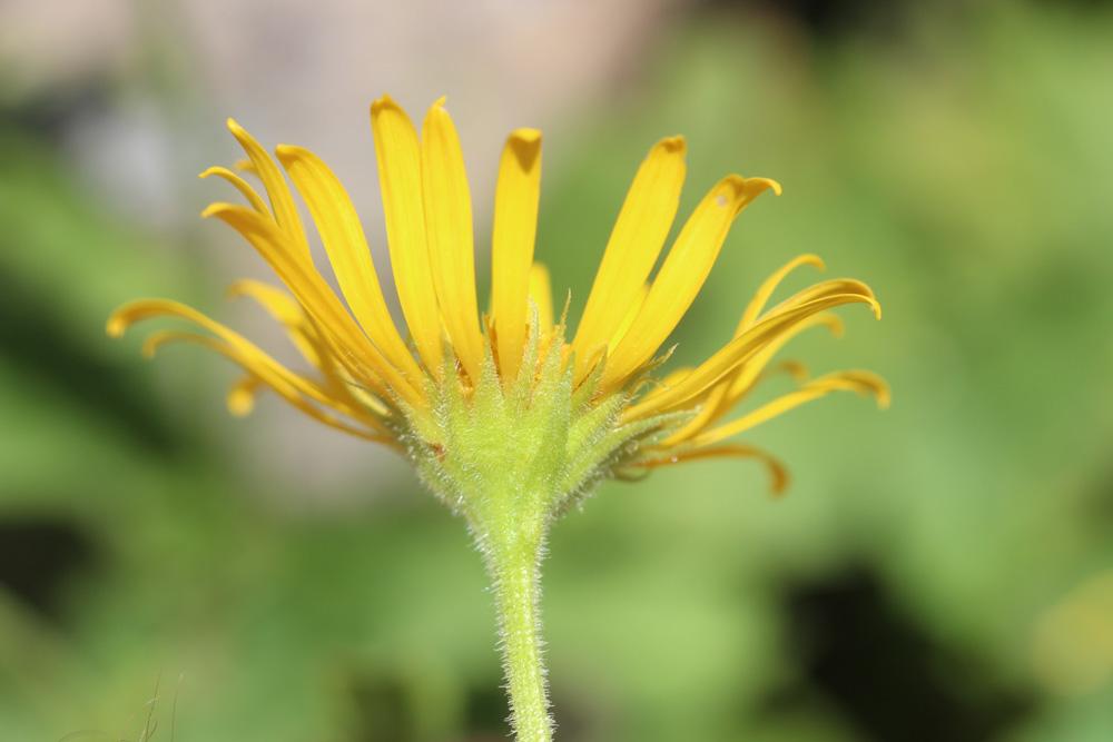 Doronic à grandes fleurs Doronicum grandiflorum Lam., 1786